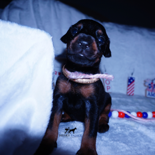 Champion Bloodlines - Euro Ty Lee 6